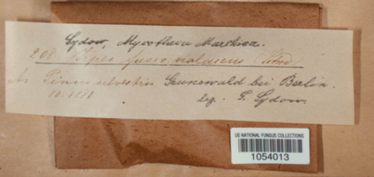 Trichaptum fuscoviolaceum image